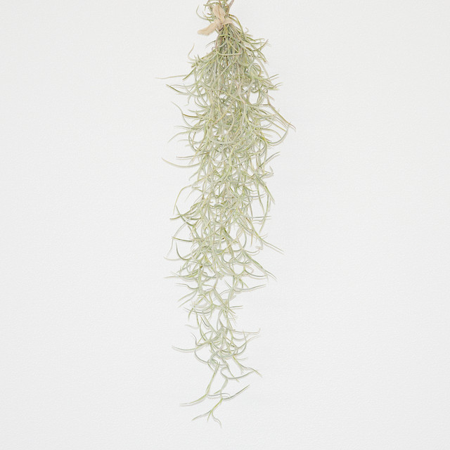 エアープランツ ウスネオイデス スパニッスモス 太葉タイプ ティランジア No 030 プランツ グラフィカ エアープランツ 植物となにか