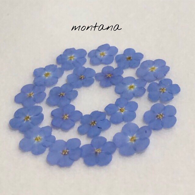 No 2 わすれな草 押し花 A ブルー Montana