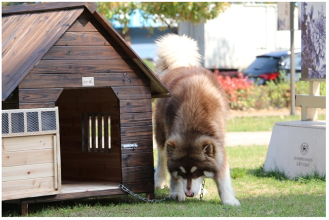 天然木製の犬小屋 サイズ 木で組立てる犬小屋 屋根 取り外しお掃除ラクラク ワンちゃんハウス ドア付き Diyする犬小屋 2台即納可能 ワンちゃん用セレクトショップワンワンダフル