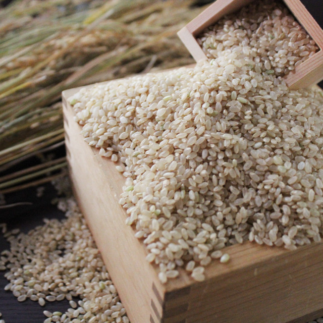 美し米 美山産コシヒカリ 玄米10 kg