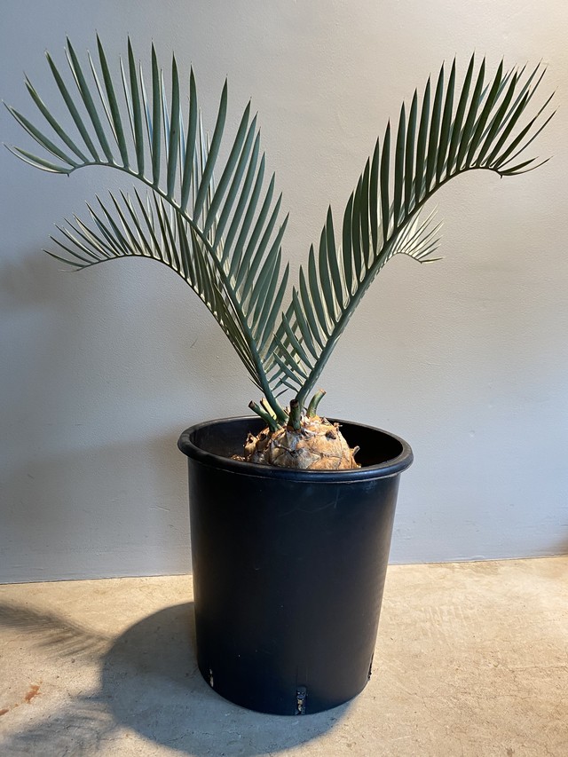 Encephalartos Arenarius エンセファラルトス アレナリウス Hanacho Exotics Plants