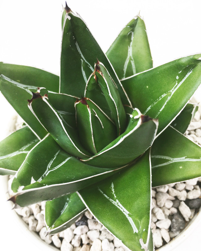 アガベ アビーブロック 広葉笹の雪 Agave Victoriae Reginae Abbey Brook Type 0630 Spg For Sale