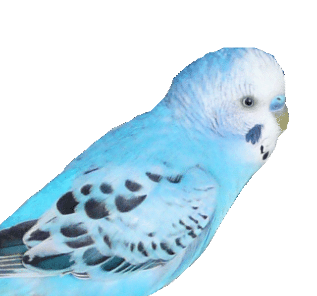 セキセイインコライトブルー ストラップ イヤホンジャック 小 中 粘土の羽根飾り On Line Shop
