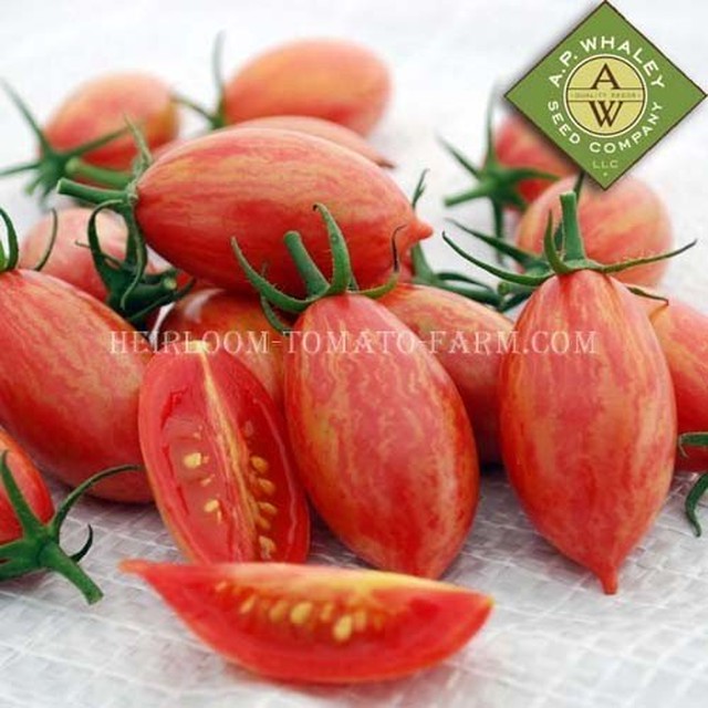 Heirloom Tomato Purple Bumble Bee エアルーム トマト パープル バンブル ビー 登録 契約栽培品種 やつデポ 八ヶ岳ボタニカルラボ