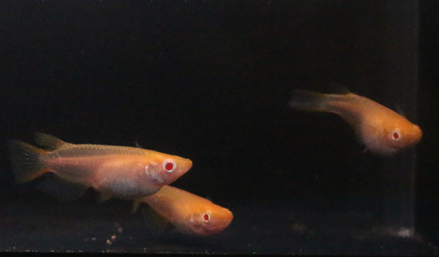 アルビノ楊貴妃メダカ 成魚 1ペア 丸真めだか
