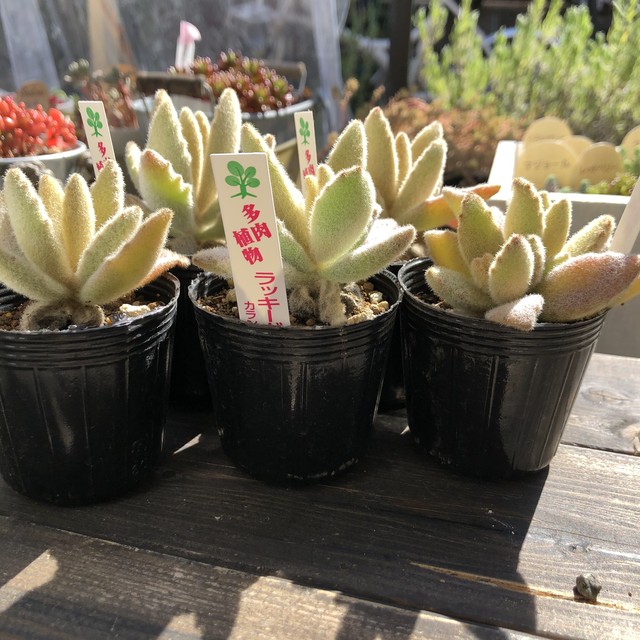 ラッキーガール 多肉植物 いとうぐりーん 月兎耳 Melty Works 多肉植物 と Dulton プランター のお店