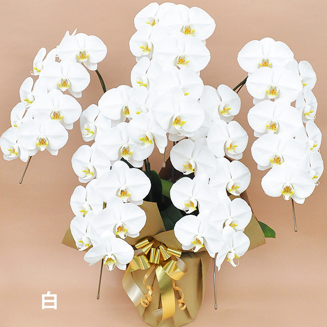 大輪胡蝶蘭 5本立ち 45輪以上 産地直送 スタジオ蘭花