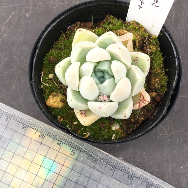 ケッセルリンギアナ Rupo 多肉植物専門店