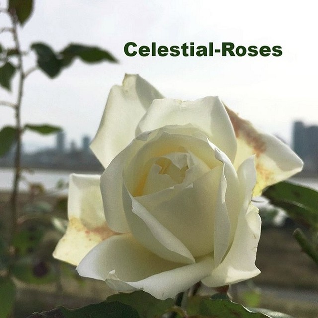 バラ 樹の形 つるばら 木立ばら から選ぶ 天空のバラ園 無農薬バラ苗 花苗 クレマチス ハーブ産直販売