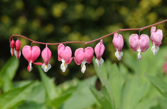 画像データ ケマンソウ1 Ss ライブラリー