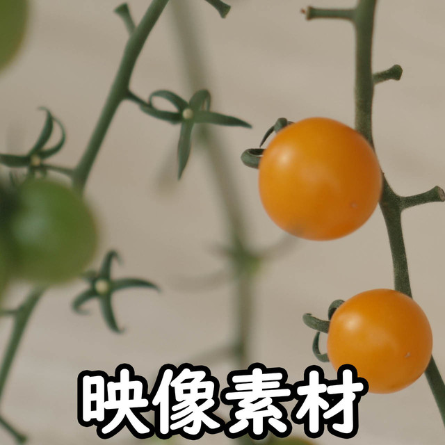 映像 動画素材 新鮮で美味しい日本のトマト ミニトマト プチトマト ハウス栽培 ビニールハウス ハウス栽培 リコピン Letsshare