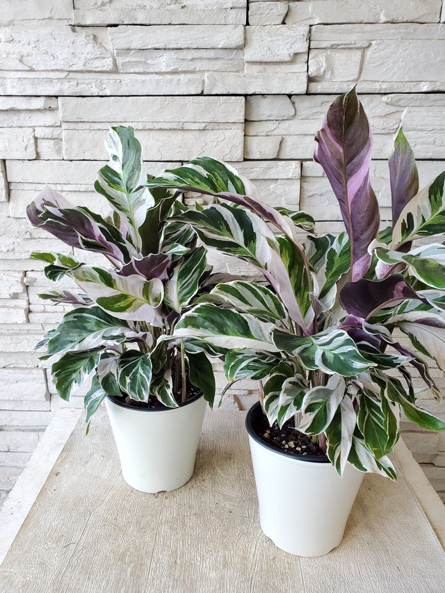 二年ぶりの再入荷 カラテア ホワイトフュージョン 橋本種苗園