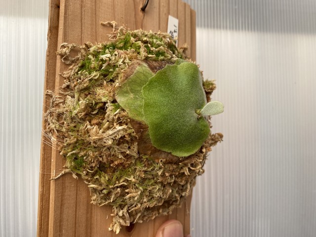 ビカクシダ P Willinckii の子株 Indoor Hobbiesのお店版