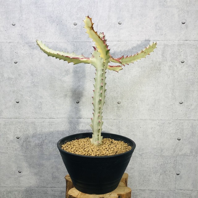 アストロフィツム 複隆ランポー玉 陶器 Hananoyume Law