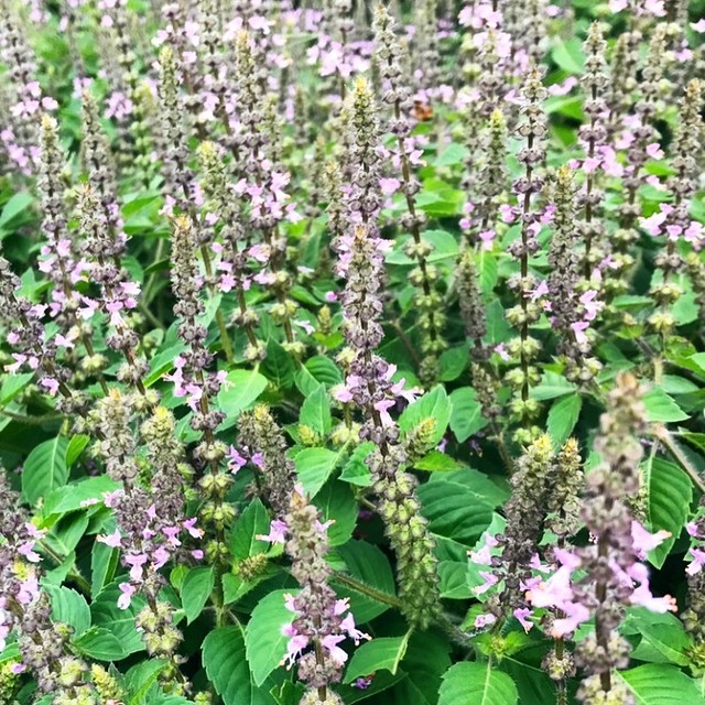 トゥルシーハーブソルト 袋 八ヶ岳花笑み菜園