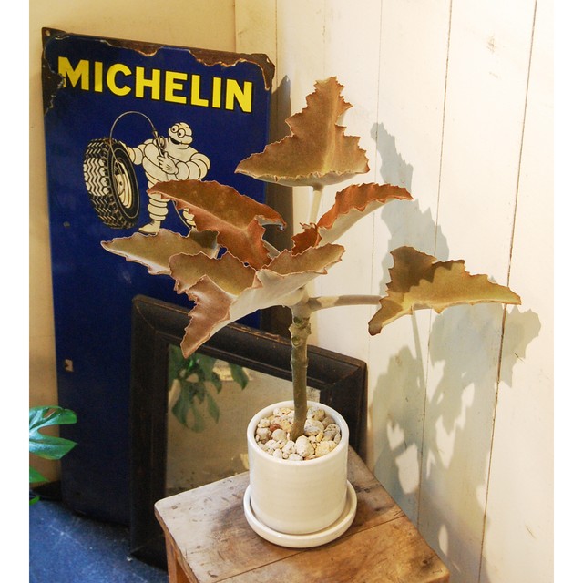 カランコエ ベハレンシス 天女の舞 Neo Green