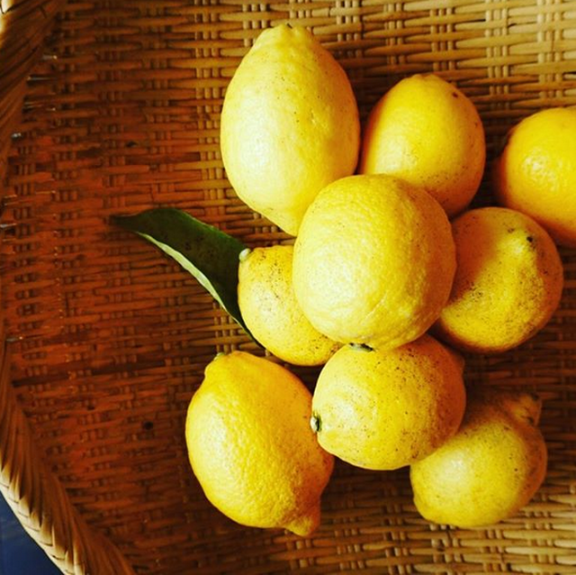 瀬戸田の無農薬青レモン 1kg 発酵食堂カモシカ 発酵マルシェ