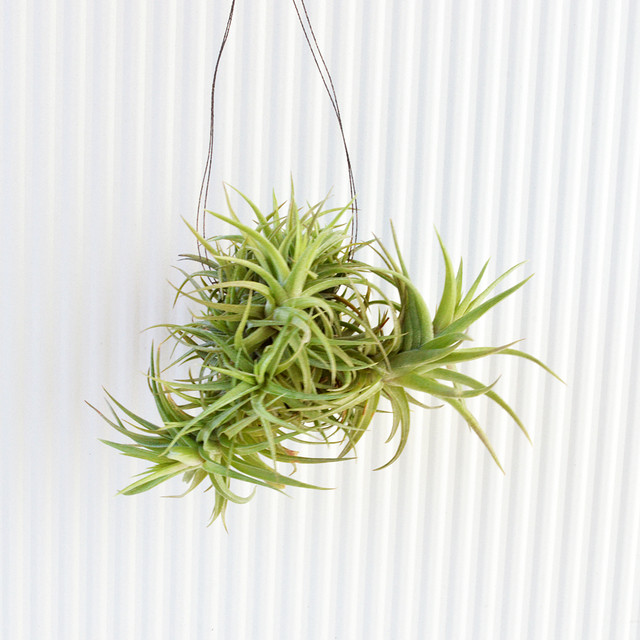 エアープランツ アエラントス ブロンズ クランプ ティランジア No 051 プランツ グラフィカ エアープランツ 植物となにか