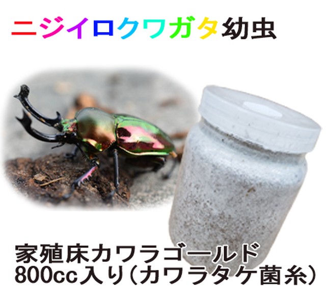 ニジイロクワガタ2令幼虫 800ccカワラゴールド入り ピンク ダークグリーン 輝心堂 最高級菌糸瓶販売サイト