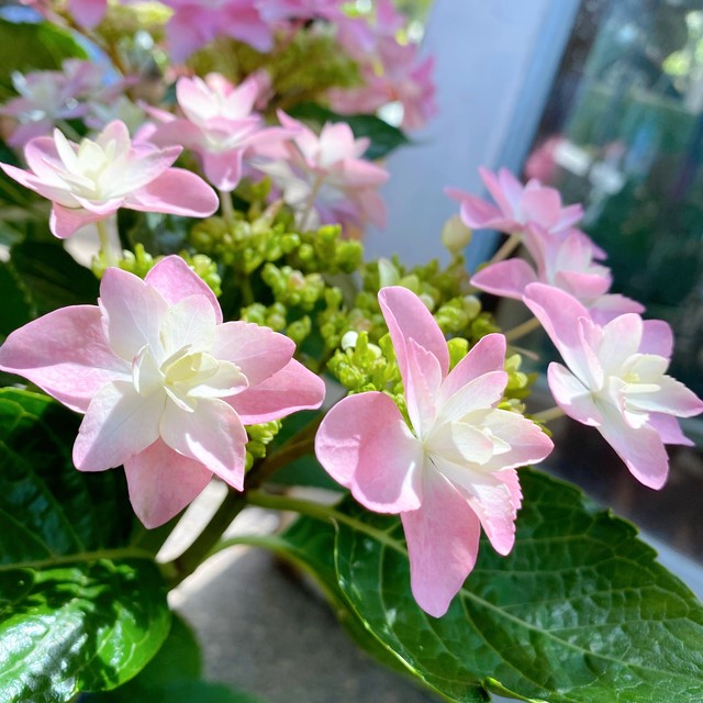 アジサイ ダンスパーティー ピンク Plants Plants Plus Flowers