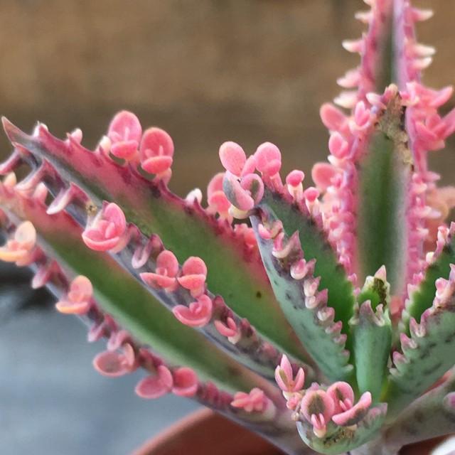 不死鳥錦 Rupo 多肉植物専門店