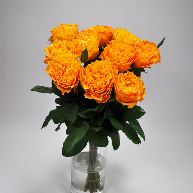 Rose ショコラロマンティカ 10本 Ja静岡市 よいはな Yoihana 最高品質のお花をお届けするネット通販