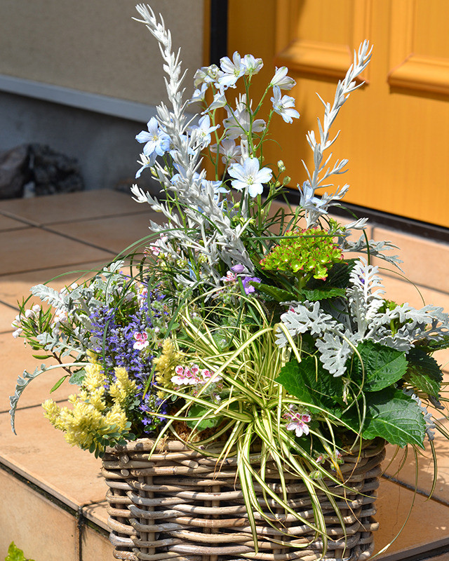 スクエアの籐かごに初夏を詰め込んだ寄せ植え お花 観葉植物 多肉植物 寄せ植え専門店通販 Plante Plante プランテプランテ