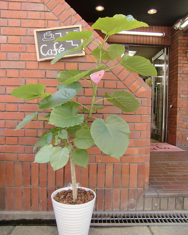 観葉植物 ウンベラータ G 002 花三