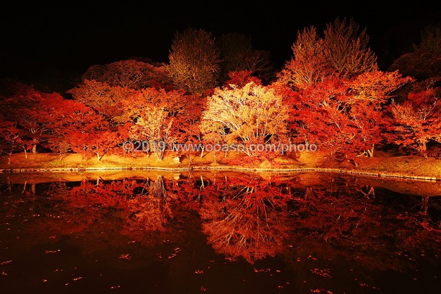 ライトアップされた秋の美しい紅葉風景 Buyphoto