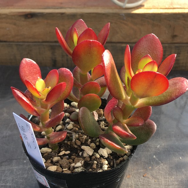 姫花月 Rupo 多肉植物専門店
