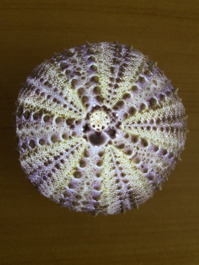 ピリカ玉 煌 ウニ殻のランプ Kaido Shop