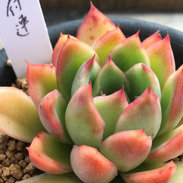 相府連 Rupo 多肉植物専門店