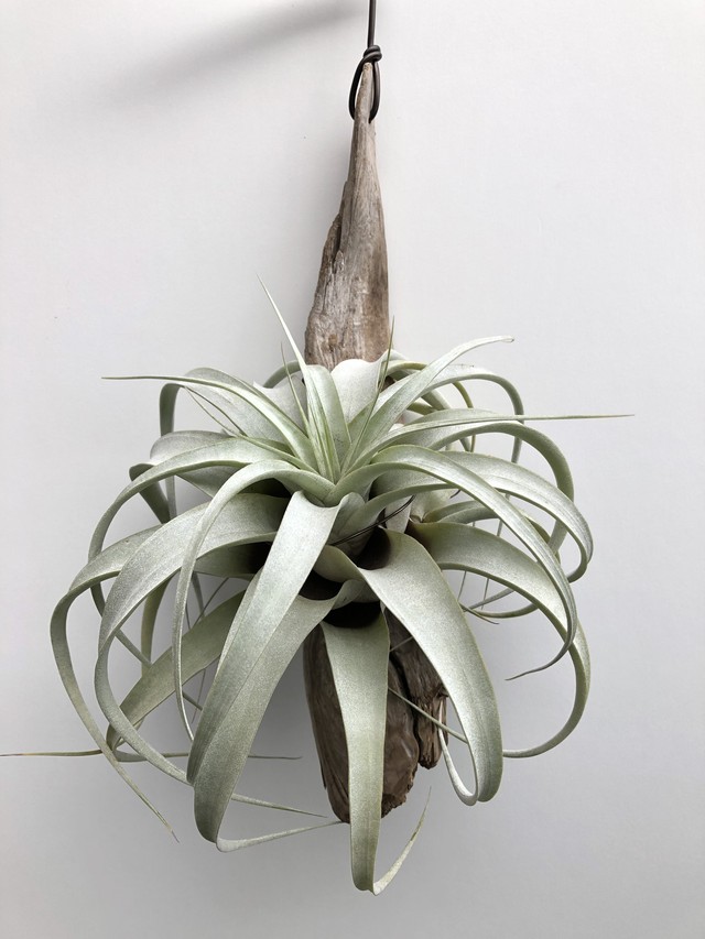 ティランジア キセログラフィカ M 流木 Tillandsia Xerographica クルール Couleur