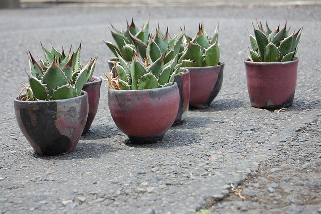 Agave Titanota Tower Of Babel アガベ チタノタ タワーオブバベル 鉢 陶芸家 内田好美 1 Plants Letter