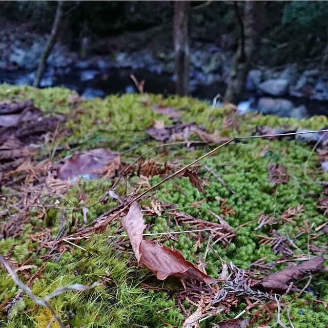 花の様に可愛いスナゴケ もこもこ ふんわり育てやすく 苔庭で絨毯の様なもこもこお庭に 苔テラリウムに最適 クリックポスト全国送料無料 ナチュライフ