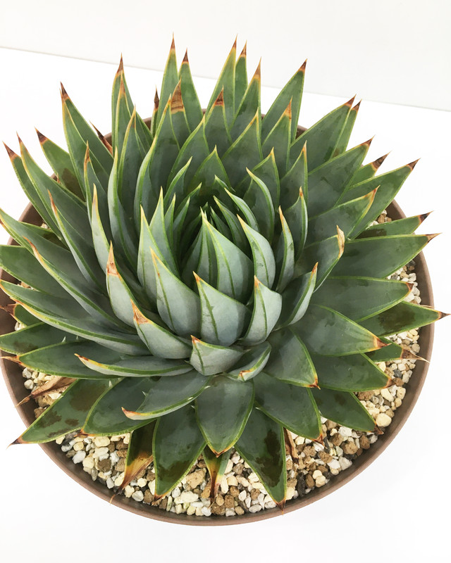 アロエ ポリフィラ Aloe Polyphylla 0513 Spg For Sale