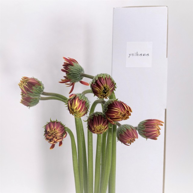 ADORE FLOWCA×よいはな 蕾ガーベラ10本 開花の魅力