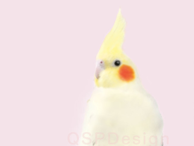 プレティーオカメインコ ルチノー 水彩画風 Qspdesign