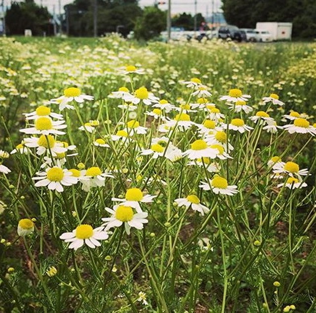 ジャーマンカモミール 8g 香草工房