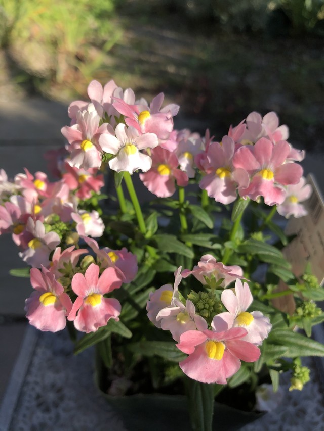 ネメシア 香りネメシア エレーヌ おしゃれな寄せ植えや花苗 多肉植物のお店bonheur