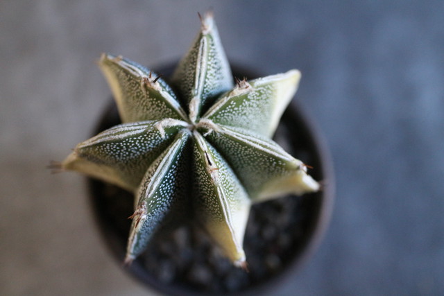 アストロフィツム 般若錦 Jujumaru Webshop