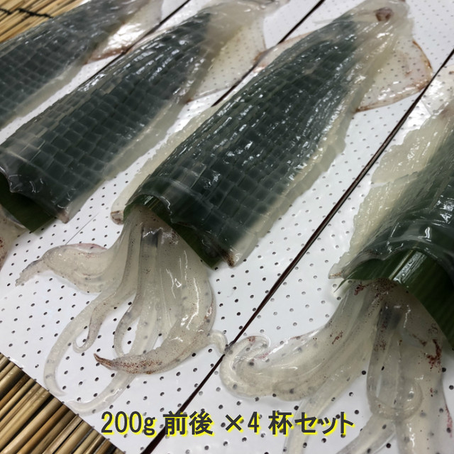 いか活き造り４杯セット 簡易包装 味工房 歳香亭