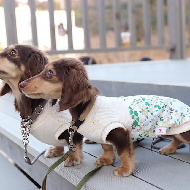 フローラルワンピース カニンヘンダックスとミニチュアダックス専門のお洋服webショップ Rum Pino Couture