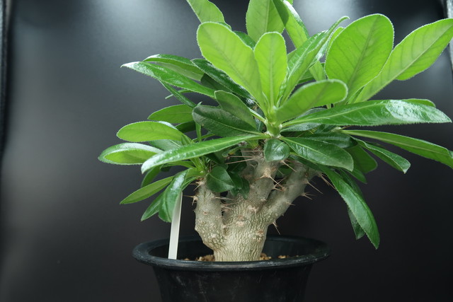 パキポディウム サンデルシー サウンデルシー Pachypodium Saundersii コーデックス 塊根植物 Bios Plants