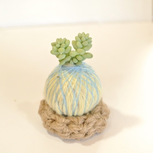 11 土も鉢もいらない小さな植物コロッコ カンキチ工房 Base店