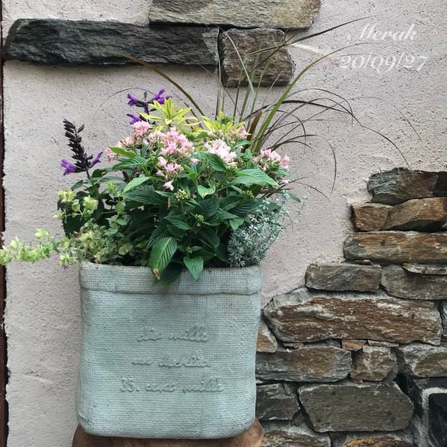 寄せ植え 八重ペンタス ｍerak メラク 寄せ植え ガーデニング