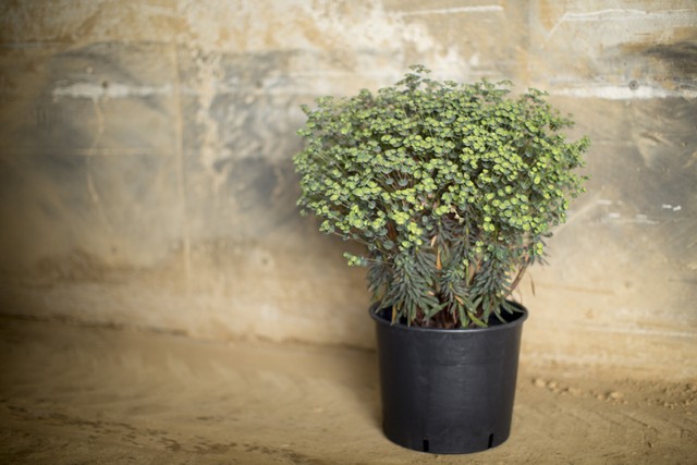 ユーフォルビア ブラックバード 30 0cmp ヤマニカナーセリー