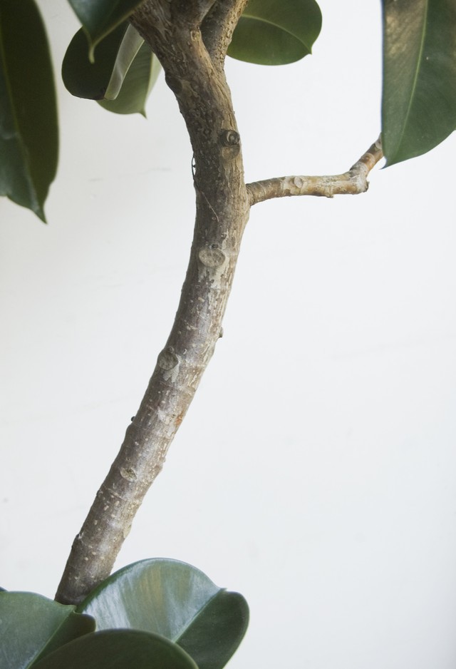 23区内限定配送 フィカス エラスティカ ソフィア Neo Green