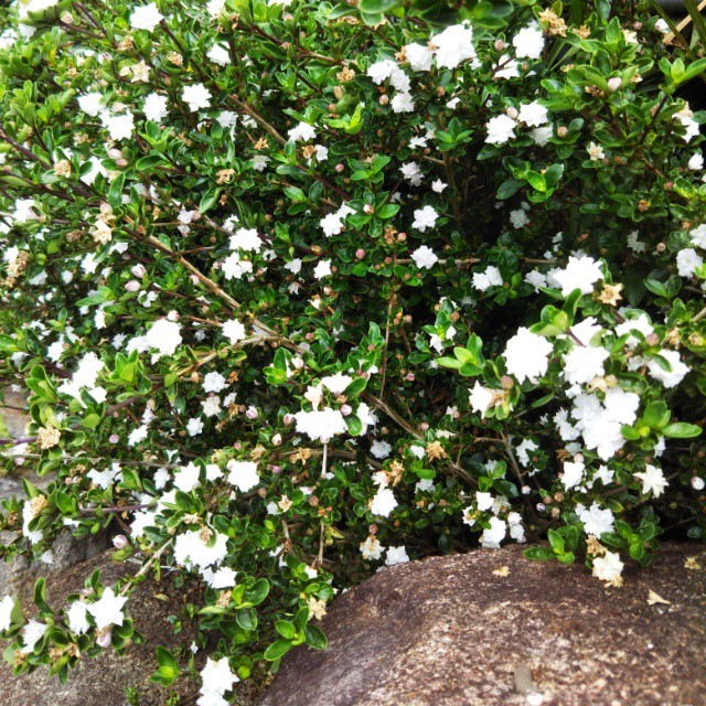 八重咲き白鳥木10 5cmポット Hanazukin 花ずきん 農家直送の花苗 シンビジュームの花束