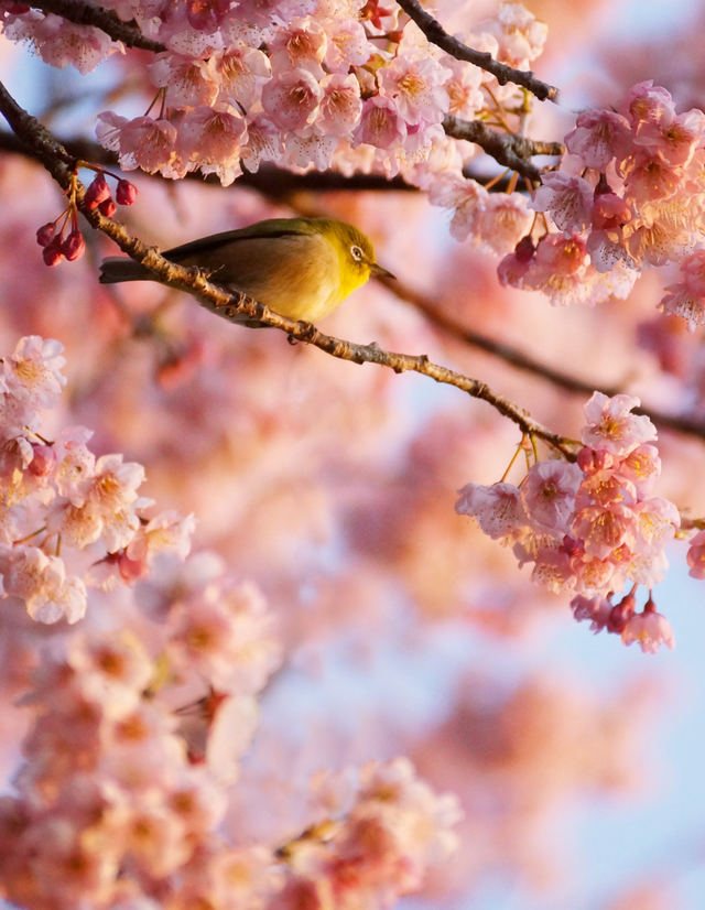 メジロと梅の花 2月撮影 Photopha